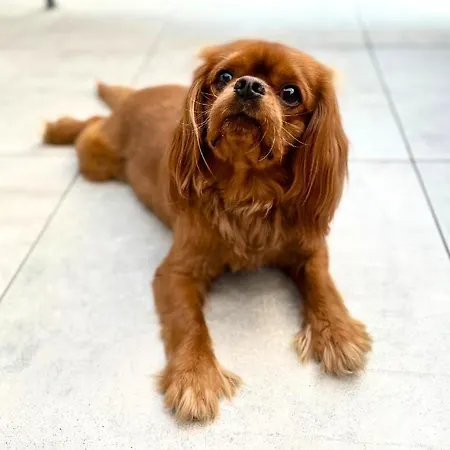 Conference & 4* كرينيتسا زدروي