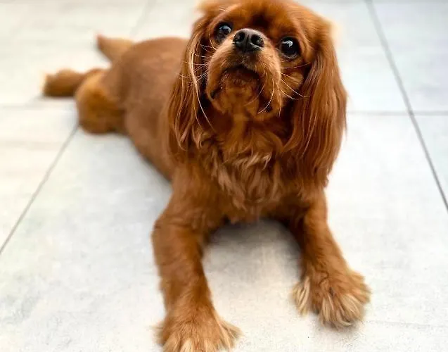 Conference & 4* 크리니차 즈드로이